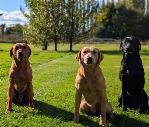 Why Steadiness Is The Foundation of All Gundog Training