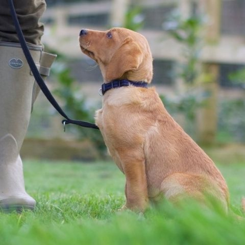 Residential Gundog Training