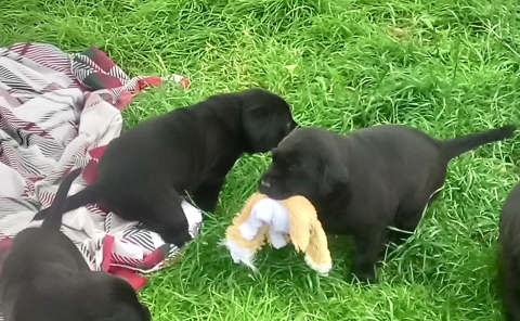 Trained Labrador Puppies Coming Soon