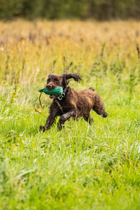 Can Gundog Training Help Pet Dogs?