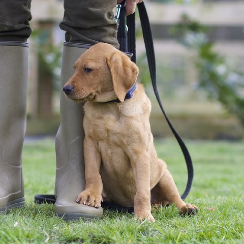 Puppy Gundog Training