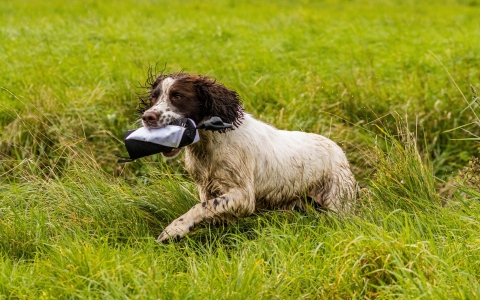 Training the Perfect Gundog: A Comprehensive Guide
